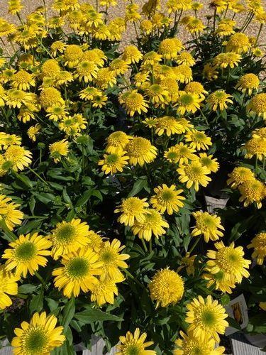 coneflowers yellow