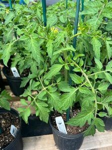 June Garden Tips