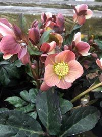 January Garden Tips