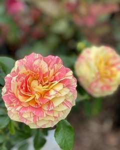 May Garden Tips
