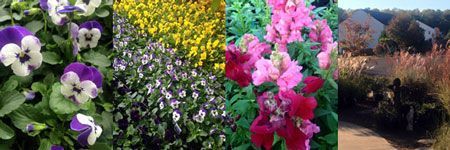 plant and flower