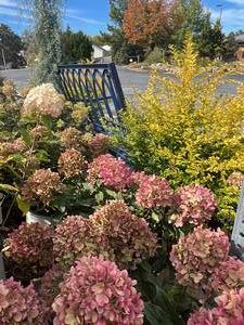 hydrangea shrubs