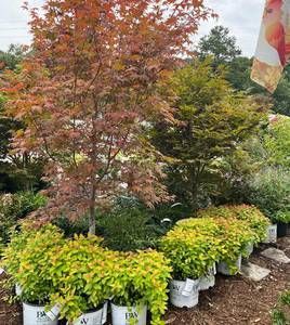 japmaple shrubs