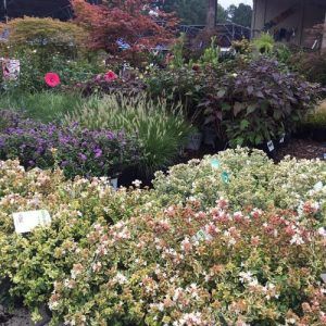landscape plants