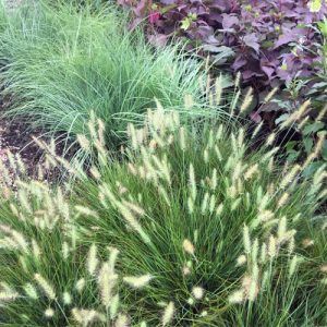 grasses
