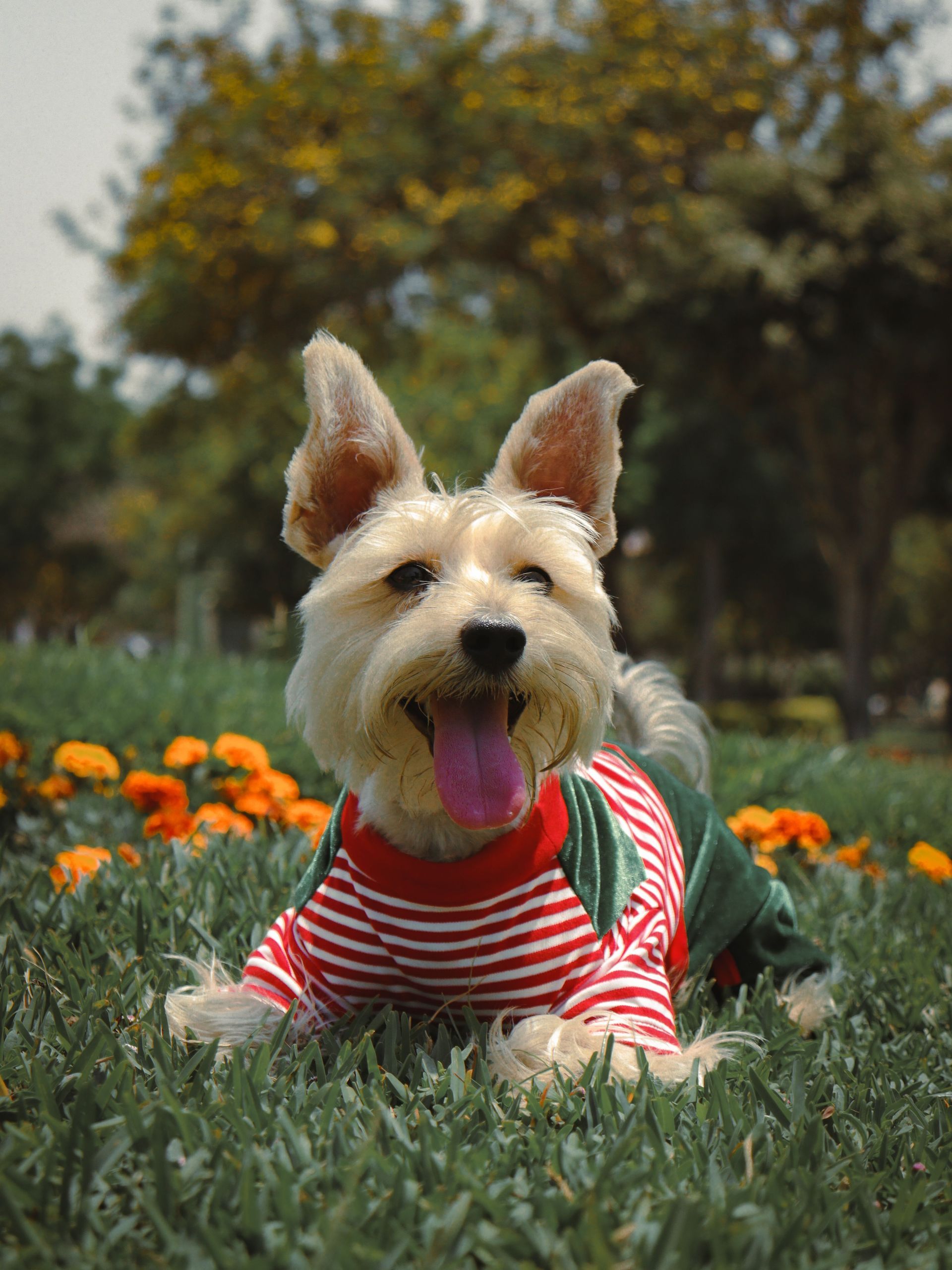 Un pequeño terrier con una camiseta de rayas rojas y blancas yacía en la hierba con flores naranjas, jadeando al aire libre.
