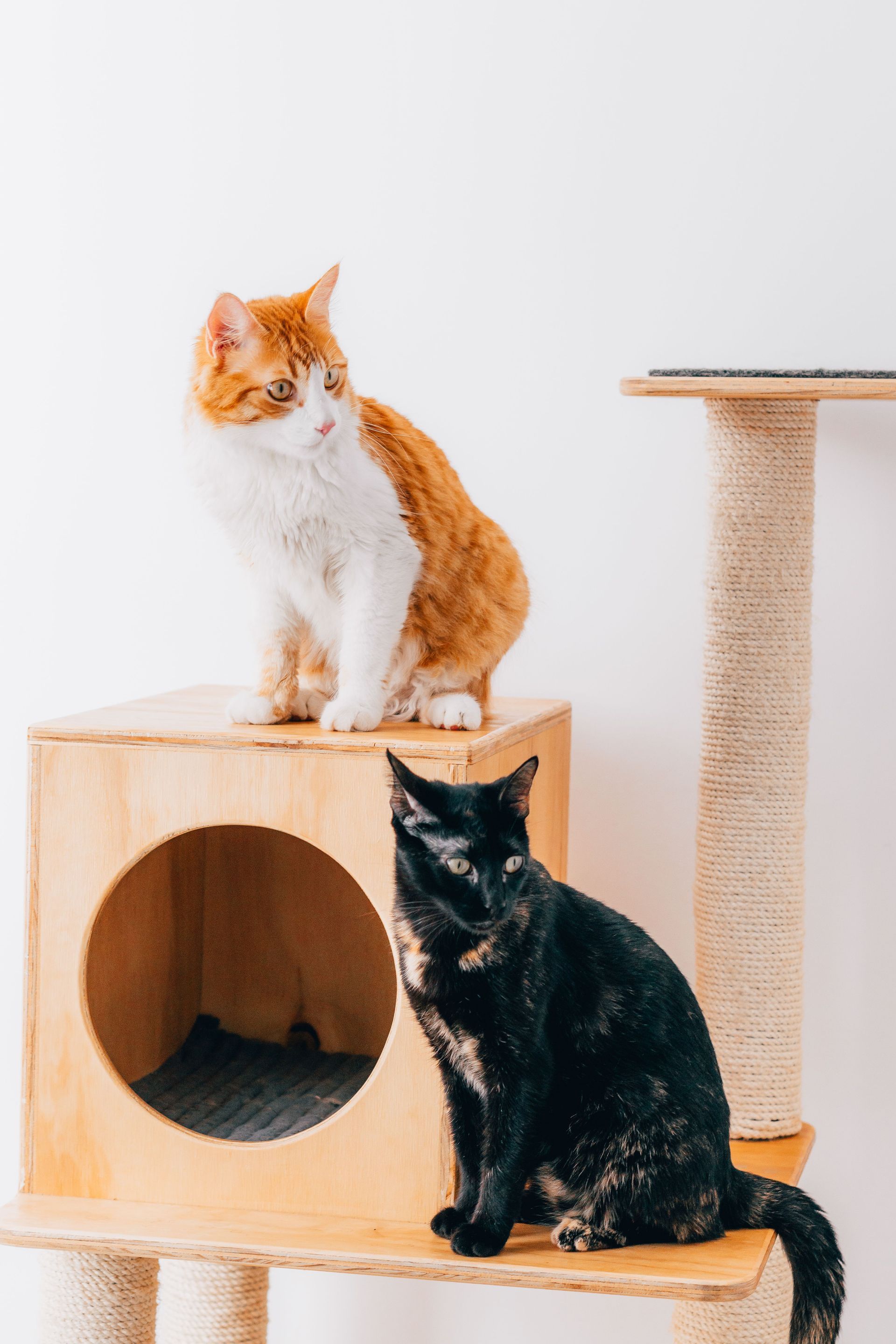 Dos gatos sobre un cubo de madera, un gato naranja y blanco sentado sobre un gato negro, con un rascador cerca.
