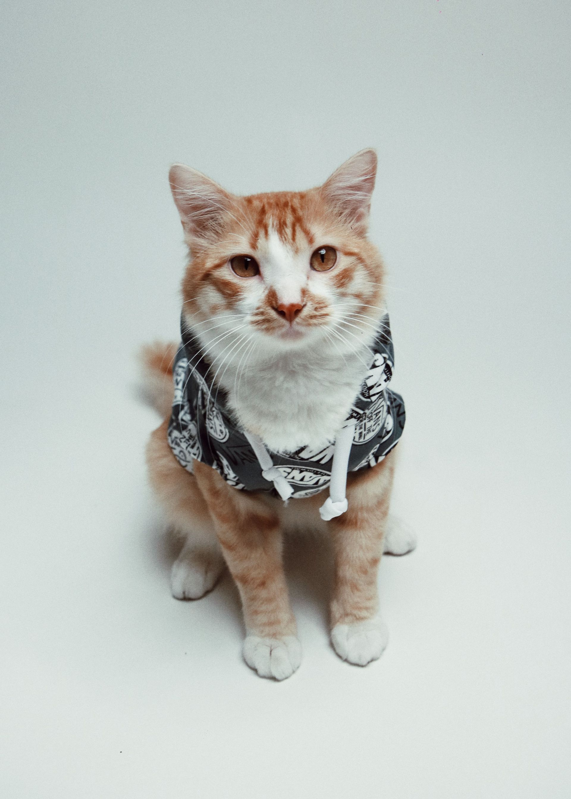 Gato naranja y blanco con una sudadera con capucha negra, sentado sobre un fondo blanco liso.