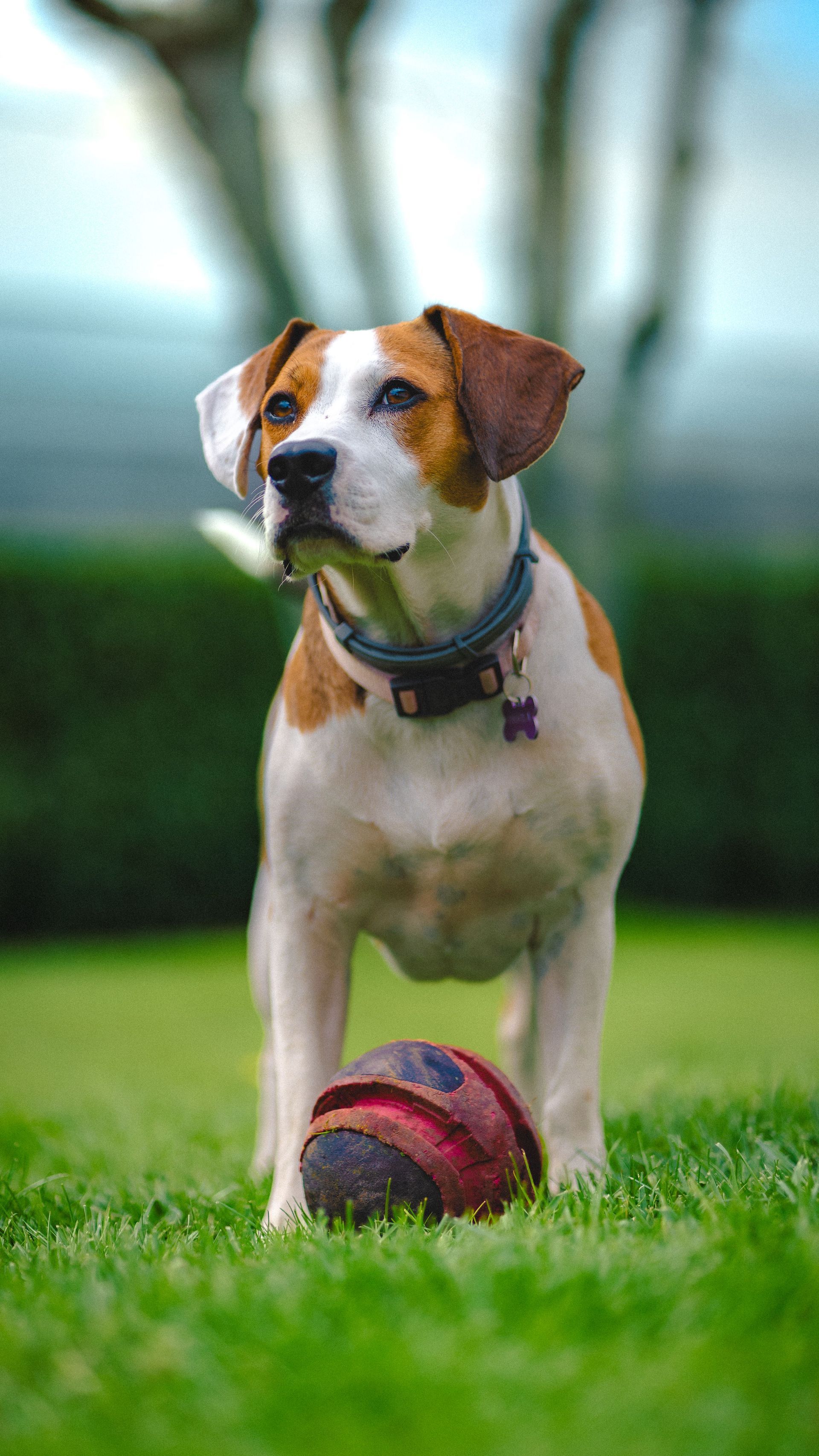Un perrito pequeño, de color marrón y blanco, está de pie sobre la hierba con una pelota roja delante.