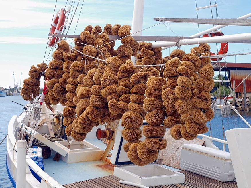 Clusters of dried sea urchins hanging on a boat deck by the water