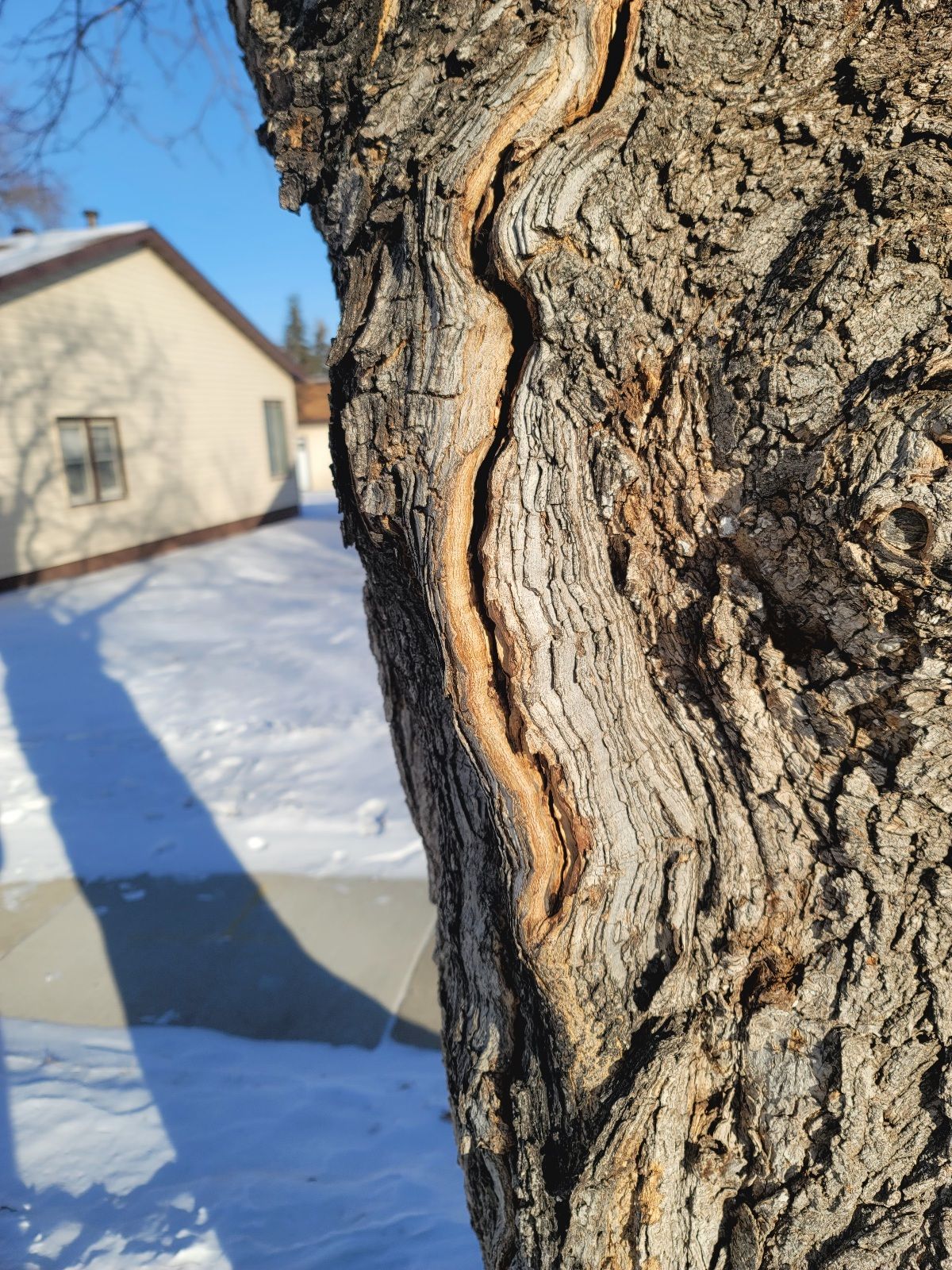 A close-up view of a deep vertical crack in a textured, gray tree bark with a house and snow in the background.