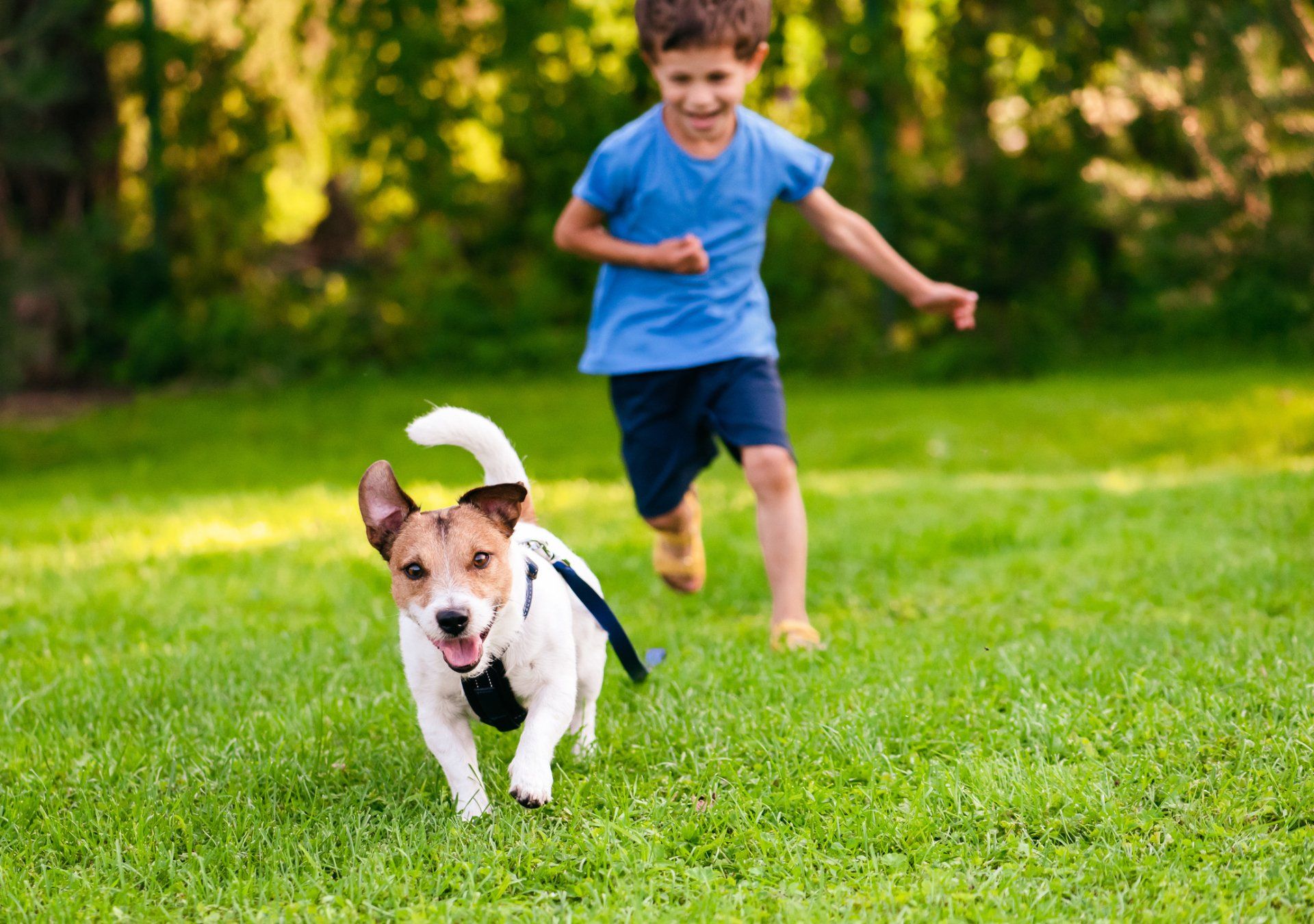 A Dog And A Kid Playing — Nashville, TN — Pet Stop Of Middle Tennessee