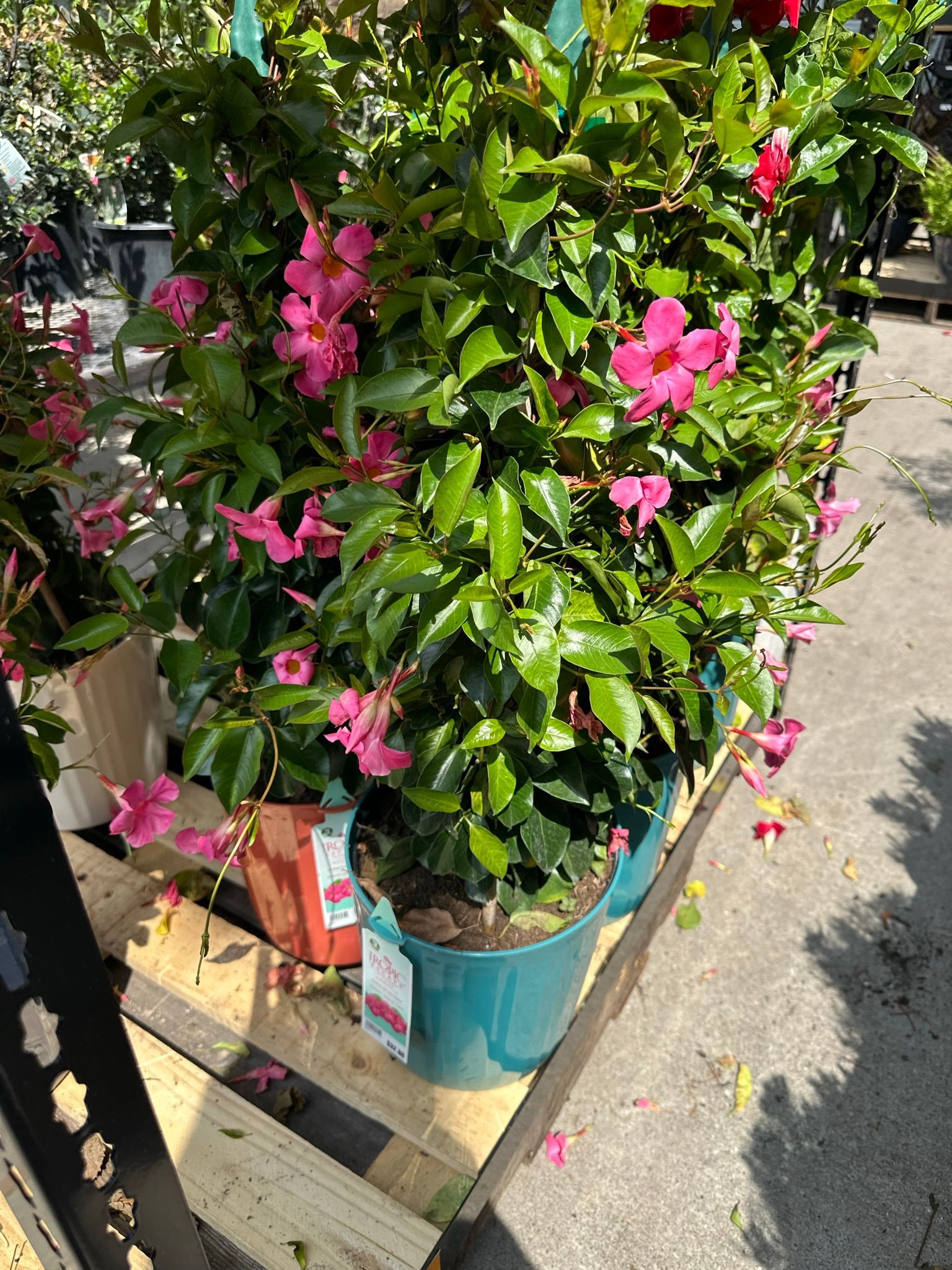Potted hibiscus plant with bright pink flowers and green leaves, outdoors on a sunny day.