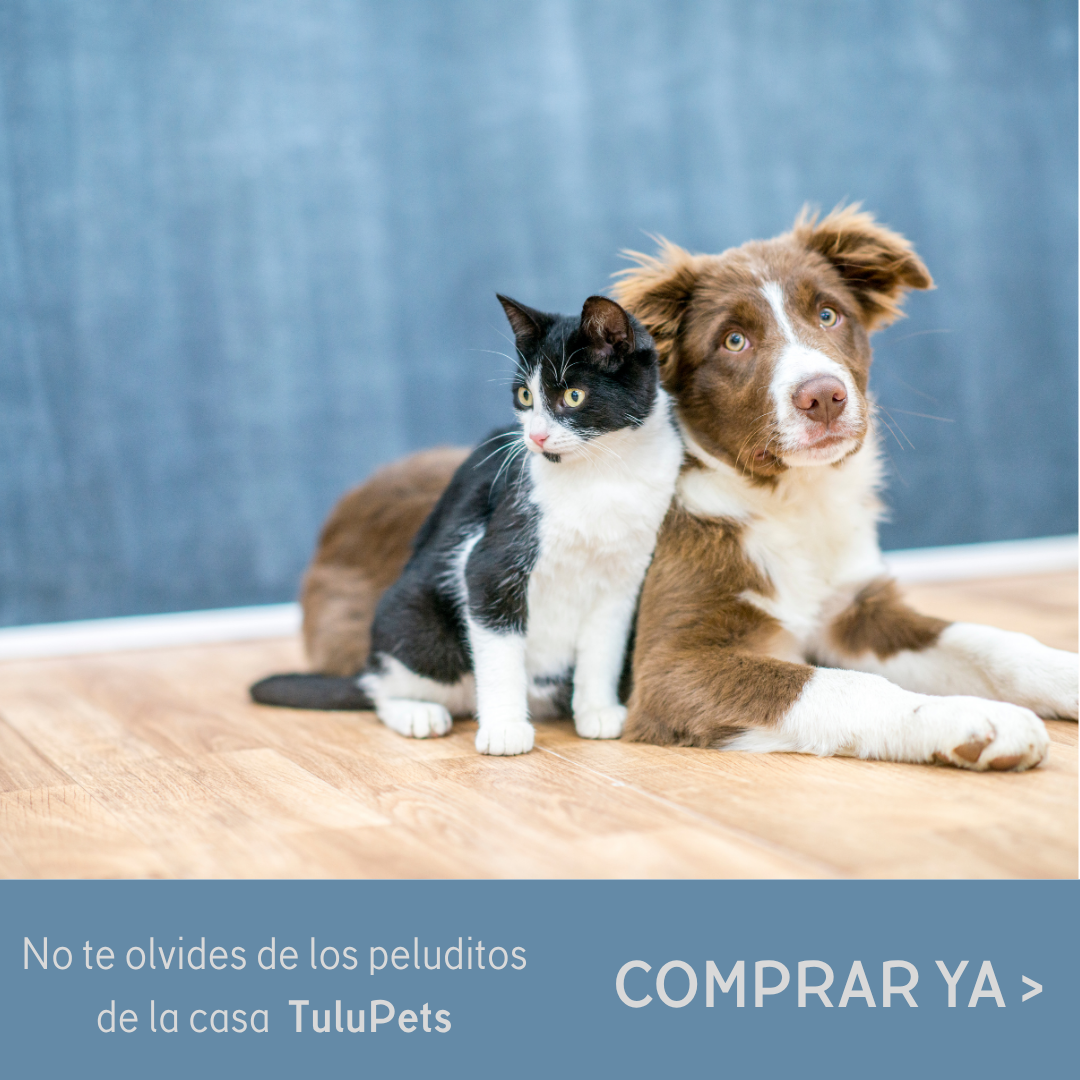 Perro marrón y blanco y gato negro y blanco sobre un suelo de madera con una pancarta que dice “COMPRAR YA” debajo.