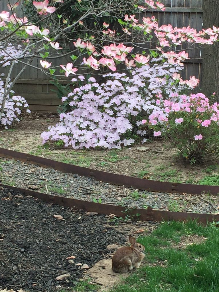 A rabbit is sitting in the grass in front of a bush with pink flowers.