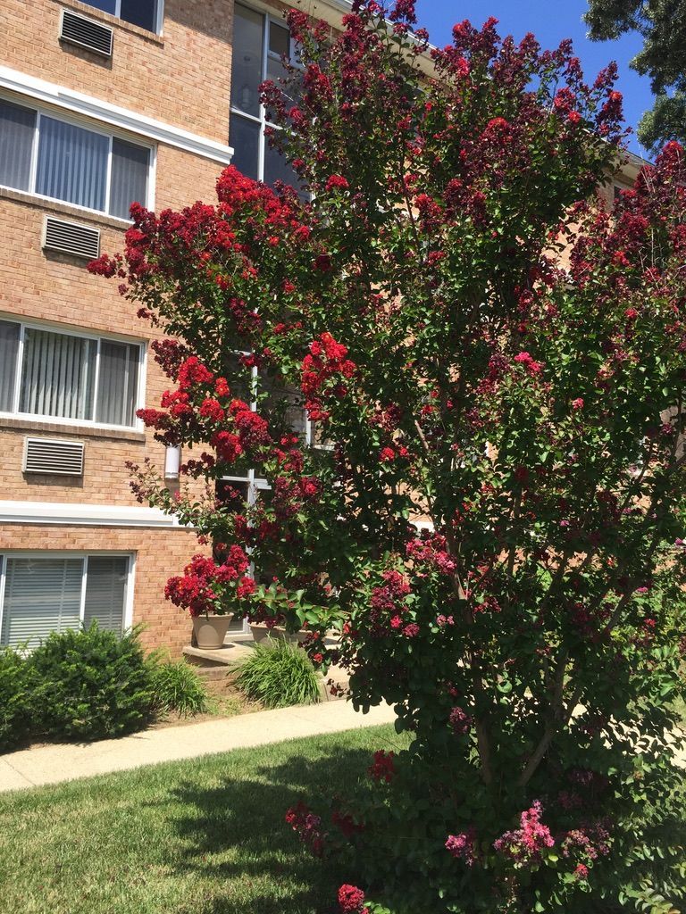 A tree with red flowers in front of a brick building