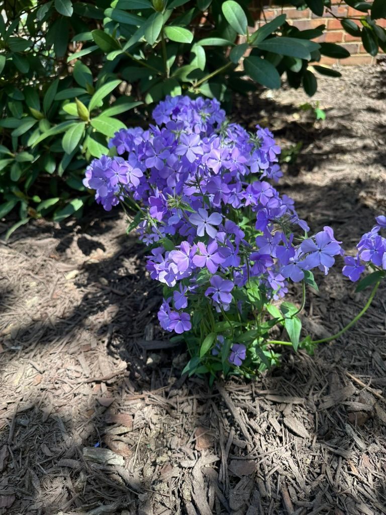 A bunch of purple flowers are growing in the dirt in a garden.