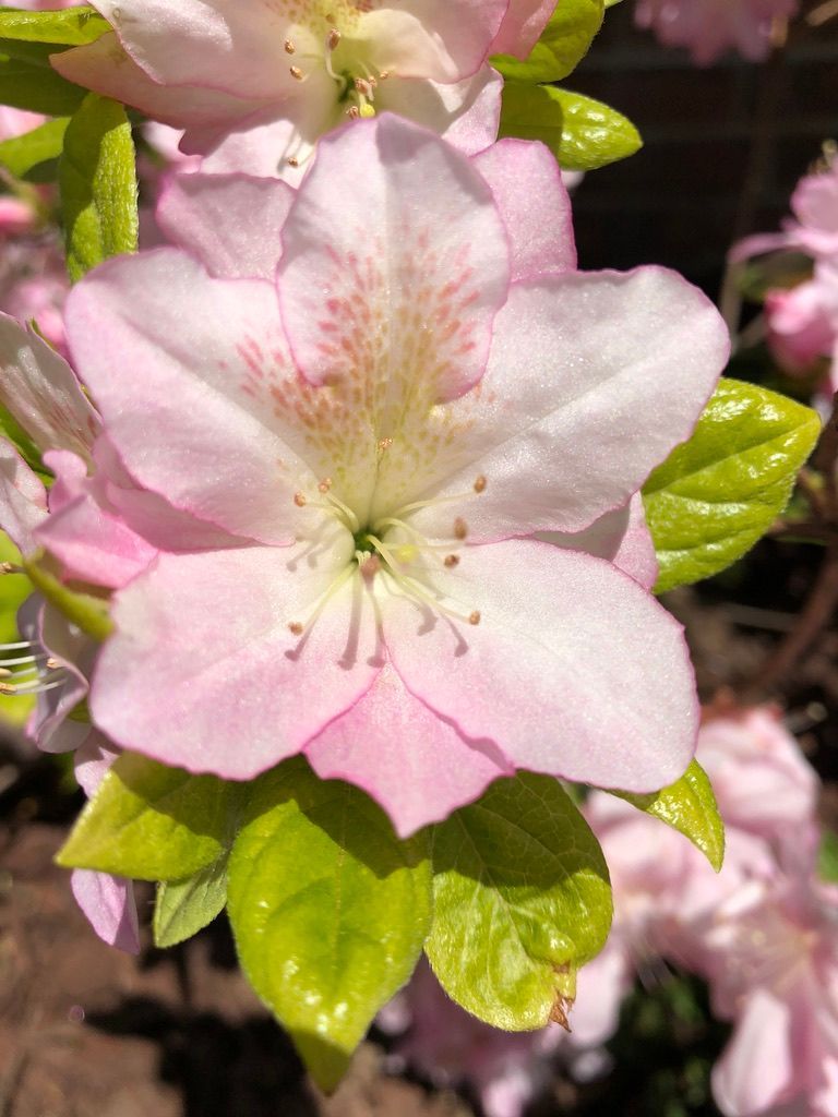 A close up of a pink flower with green leaves