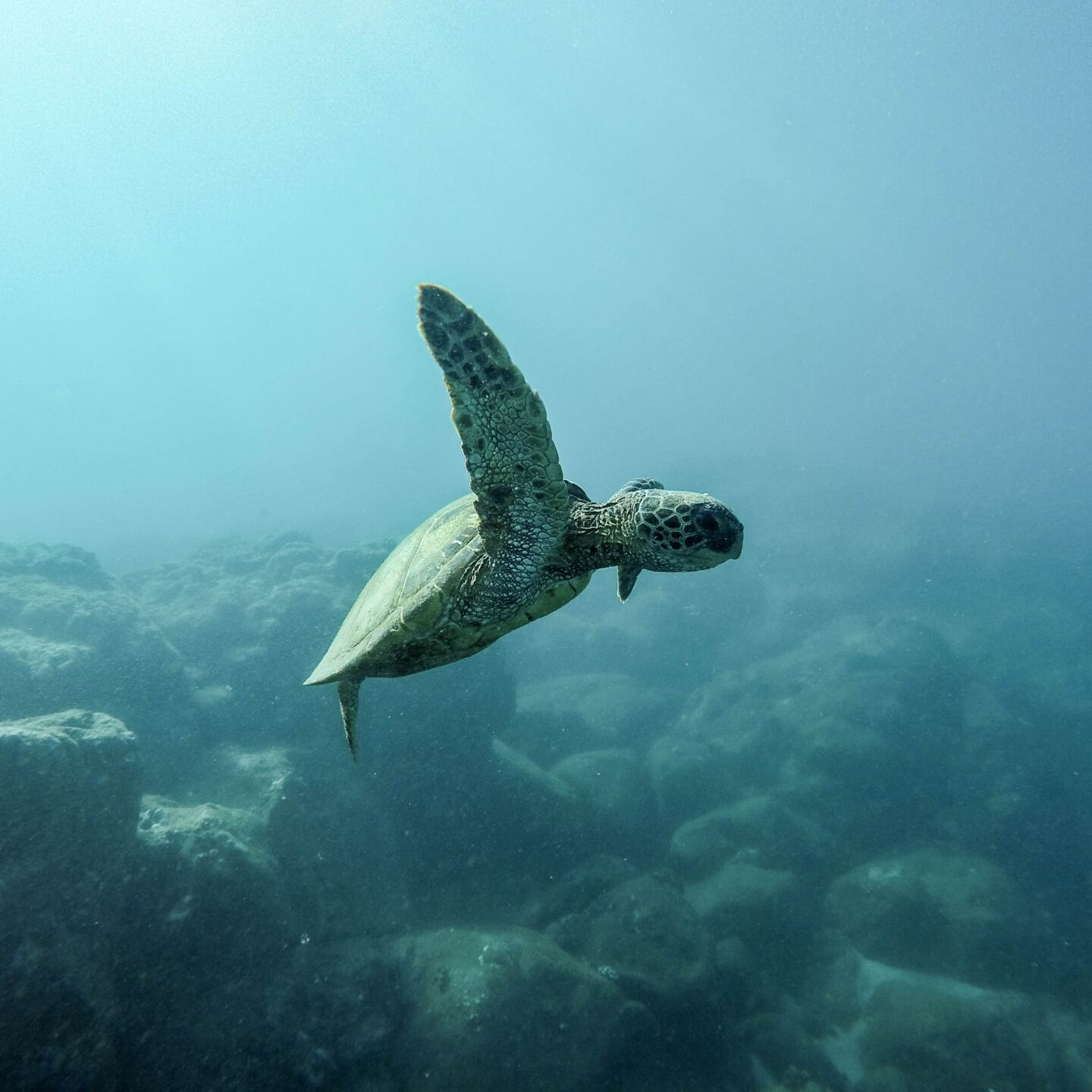 A sea turtle is swimming in the ocean near a rocky reef.
