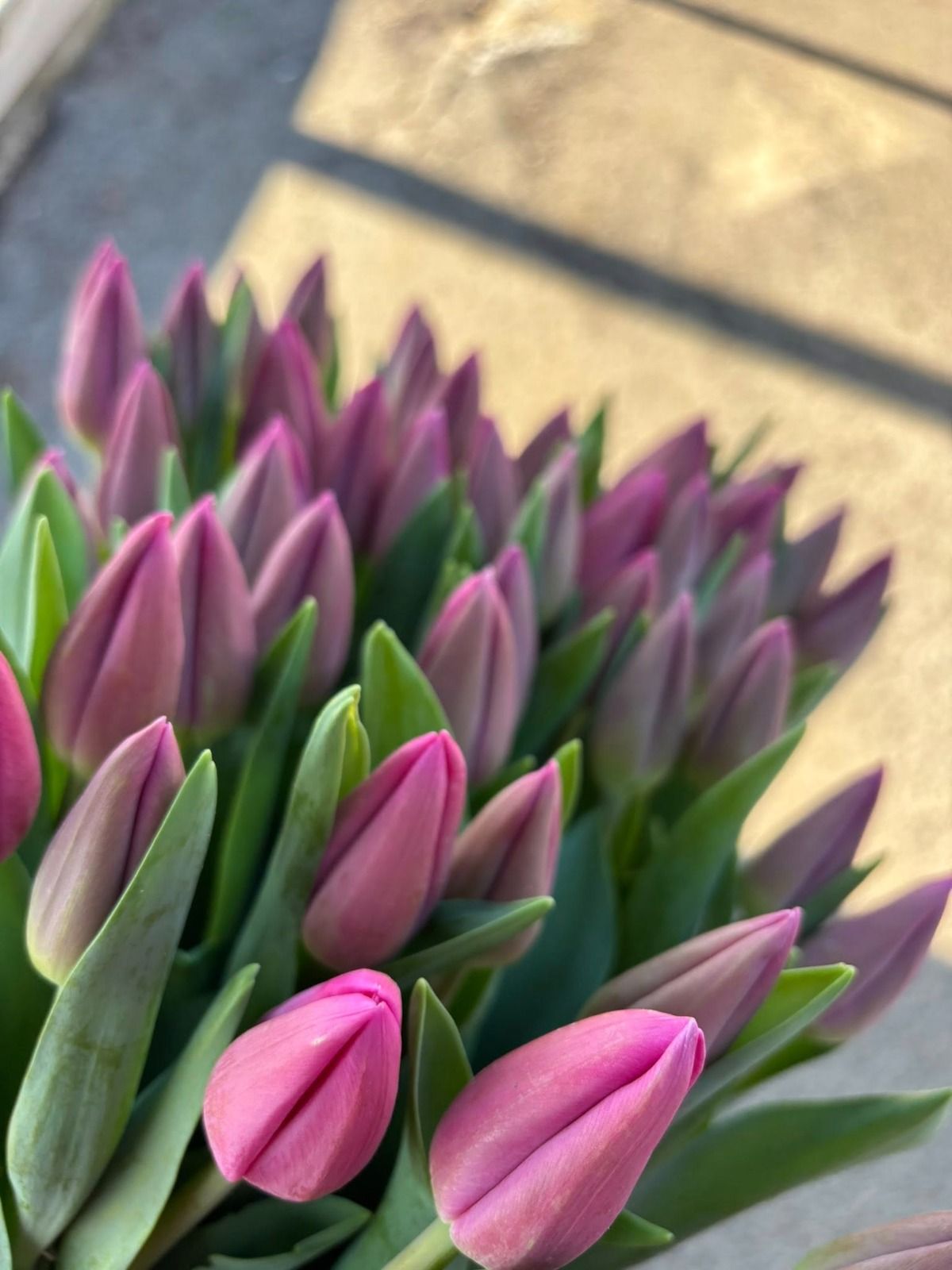 Boccioli di tulipano rosa e viola con foglie verdi esposti alla luce solare intensa.