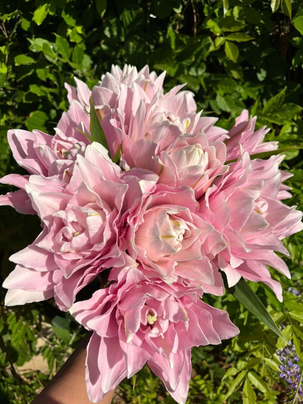 Mano che regge un mazzo di fiori rosa chiaro disposti a strati su uno sfondo di fogliame verde.