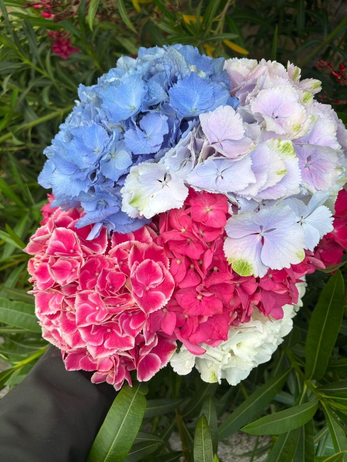 Mano che regge un mazzo di ortensie blu, viola, rosa e bianche su sfondo verde.