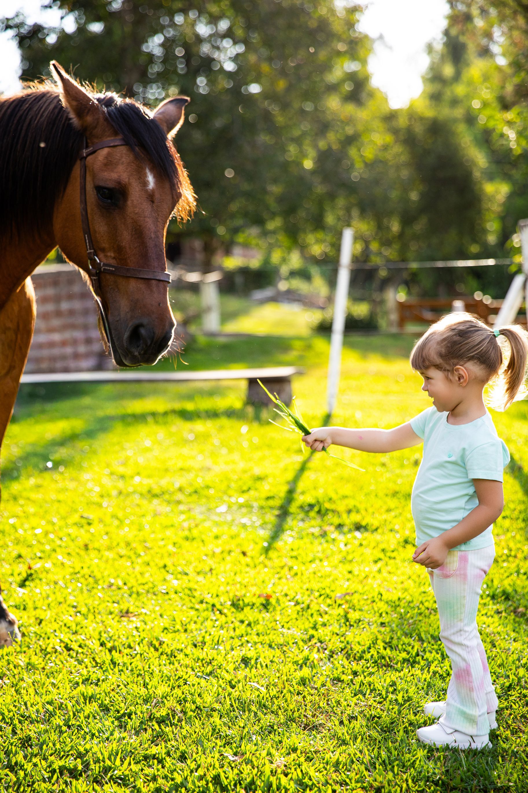 Criança alimentando um cavalo marrom com uma cenoura em um campo verde e ensolarado.