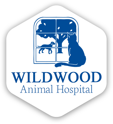 Vet Clinic In Portland Gresham Or Animal Hospital