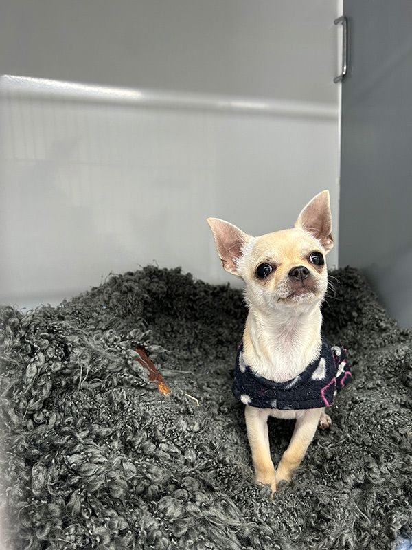 Small White Chihuahua is Laying on a Gray carpet — Northern Illawarra Veterinary Hospital