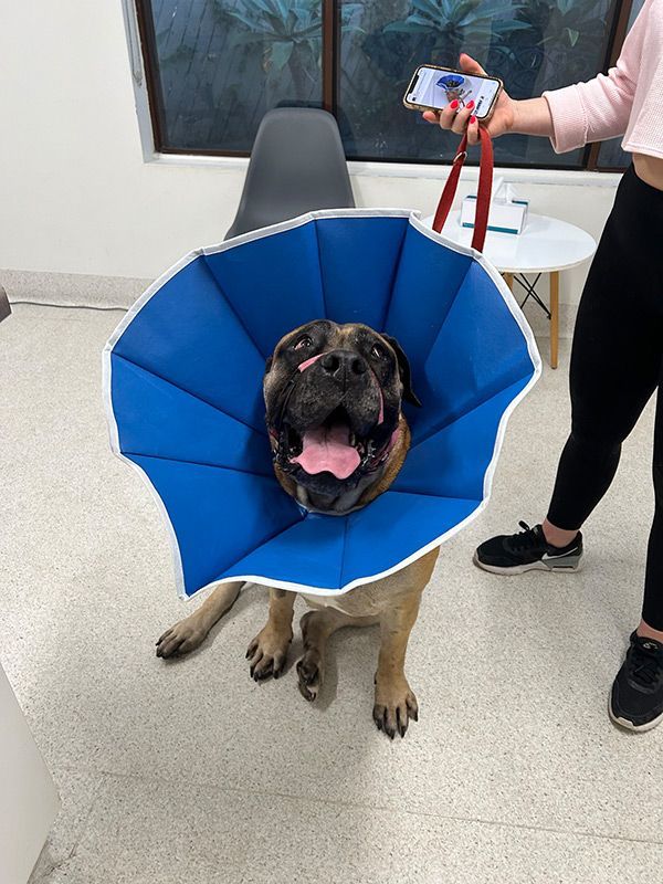 Dog Wearing a Blue e Collar is Standing next to a Woman Holding a cell Phone — Northern Illawarra Veterinary Hospital