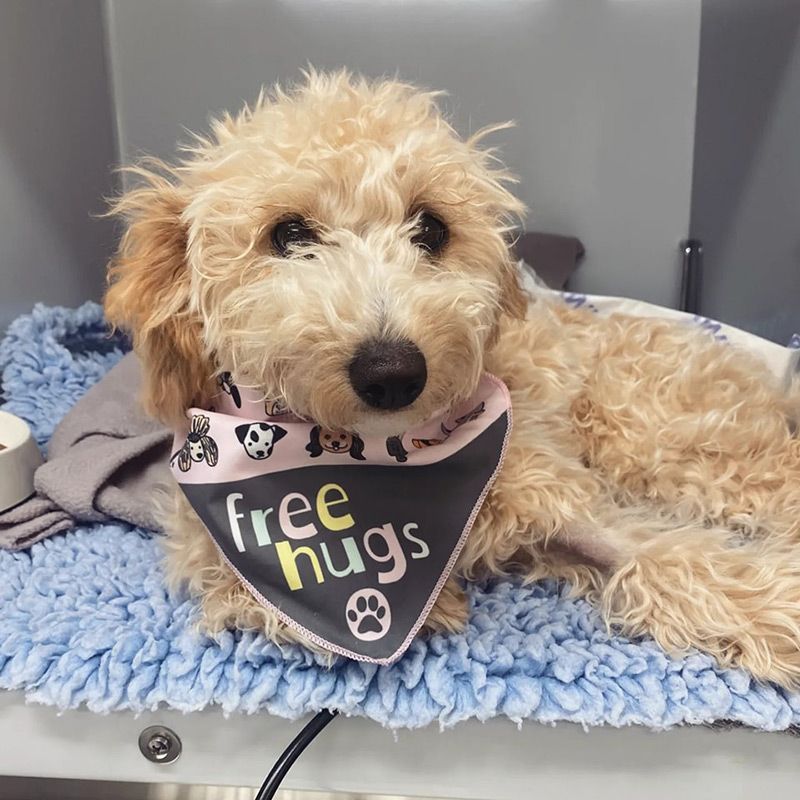 Dog Wearing a Bandana that says free Hugs — Northern Illawarra Veterinary Hospital