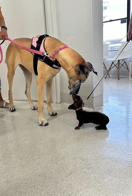 Large dog and a Small dog are Sniffing Each other in a room — Northern Illawarra Veterinary Hospital