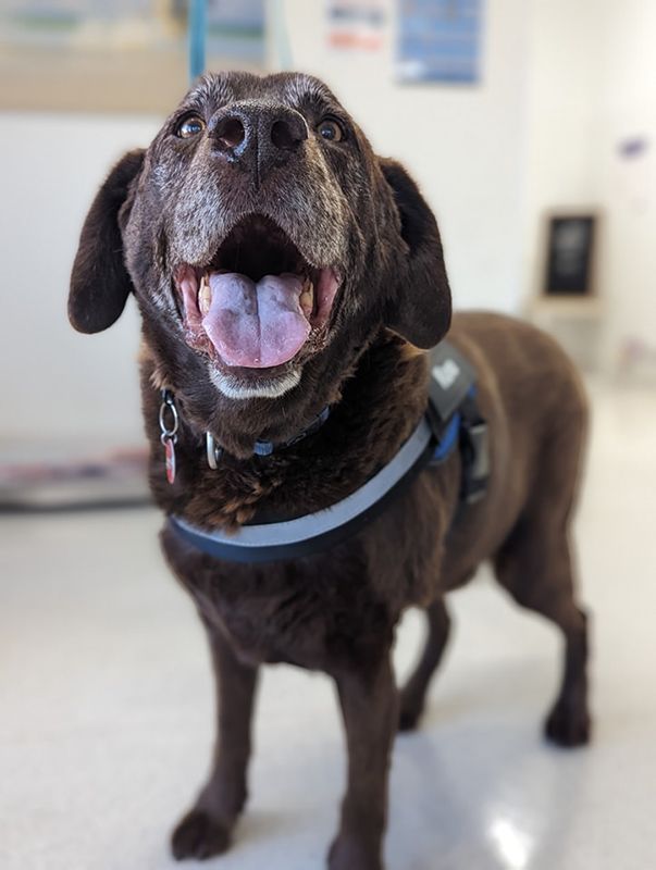 Brown dog with its Tongue Hanging out is Wearing a Harness — Northern Illawarra Veterinary Hospital
