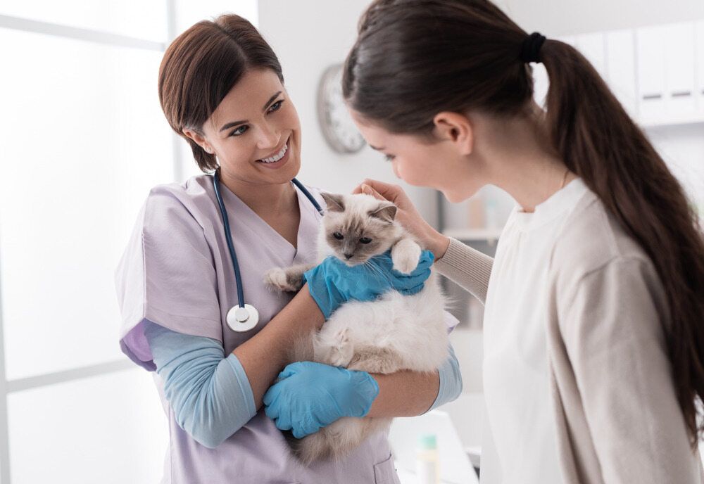 Two Vet Nurses Holding A Kitten - Northern Illwarra Veterinary Hospital - Buli, NSW