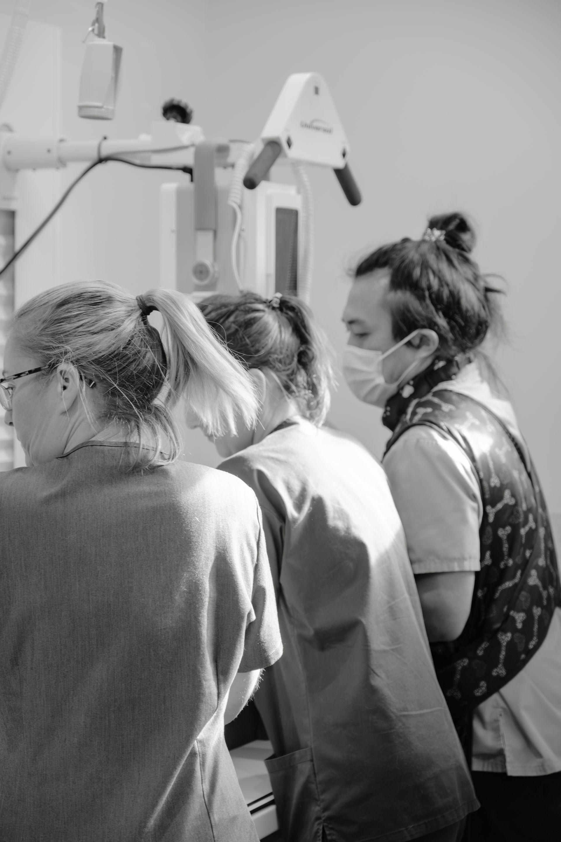 Two Women are Working on a cat in a Veterinary clinic — Northern Illawarra Veterinary Hospital