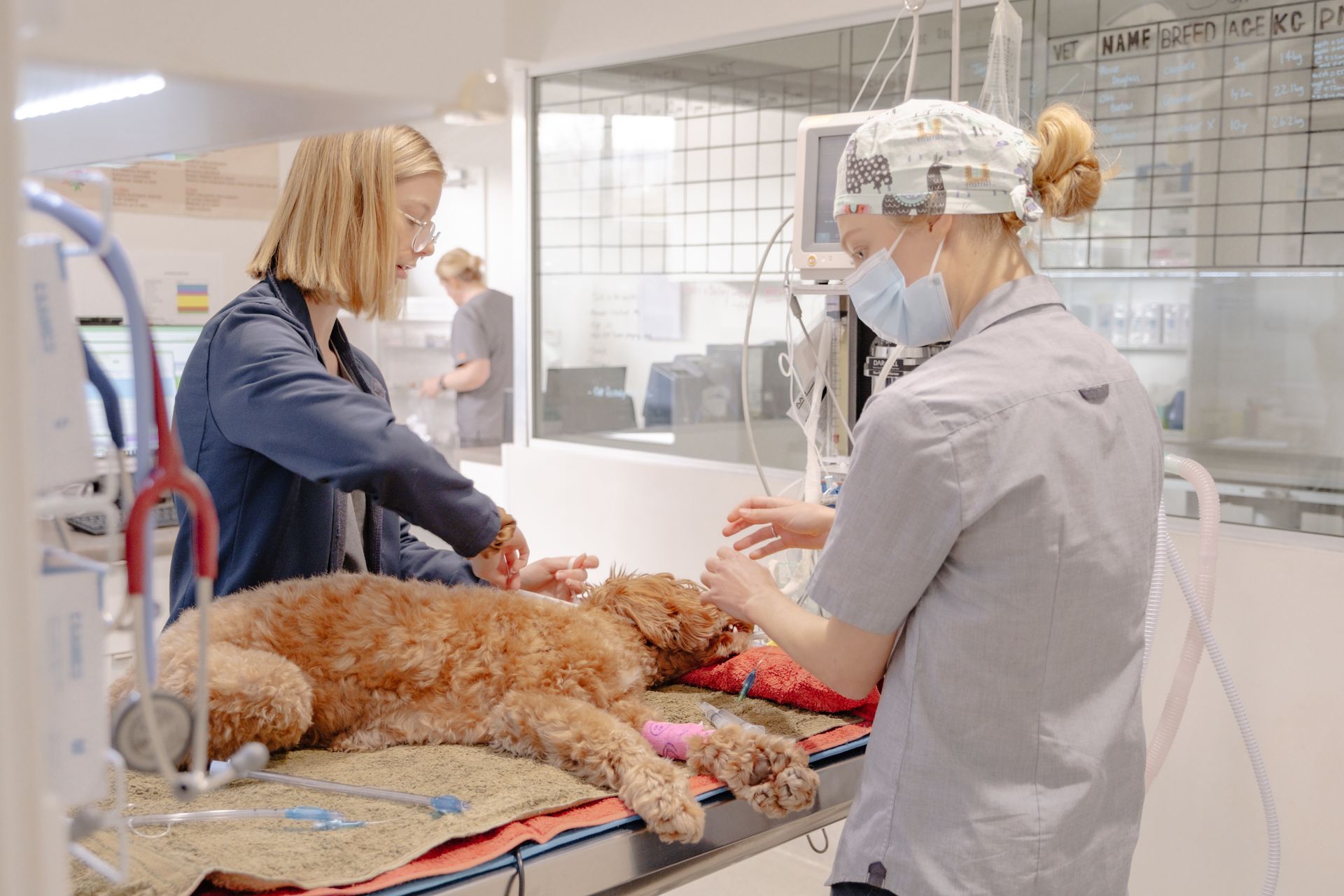 Small Brown dog with a Bandage on its leg is Standing on a Leash — Northern Illawarra Veterinary Hospital