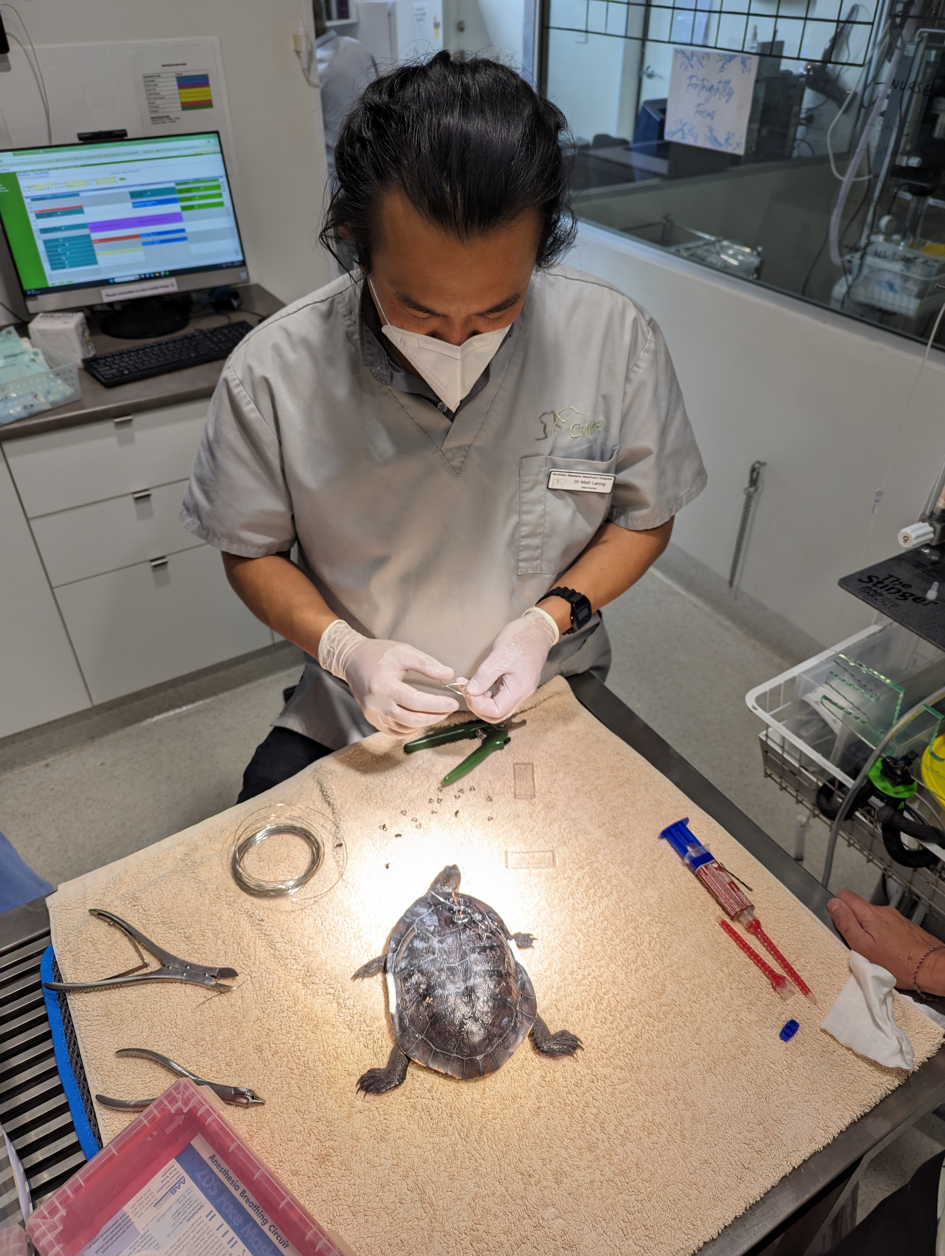Dog Wearing a Bandana that says Brave Boy — Northern Illawarra Veterinary Hospital