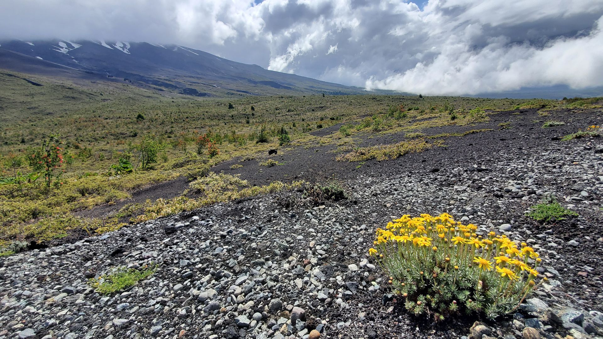 A yellow flower is growing in the middle of a rocky field