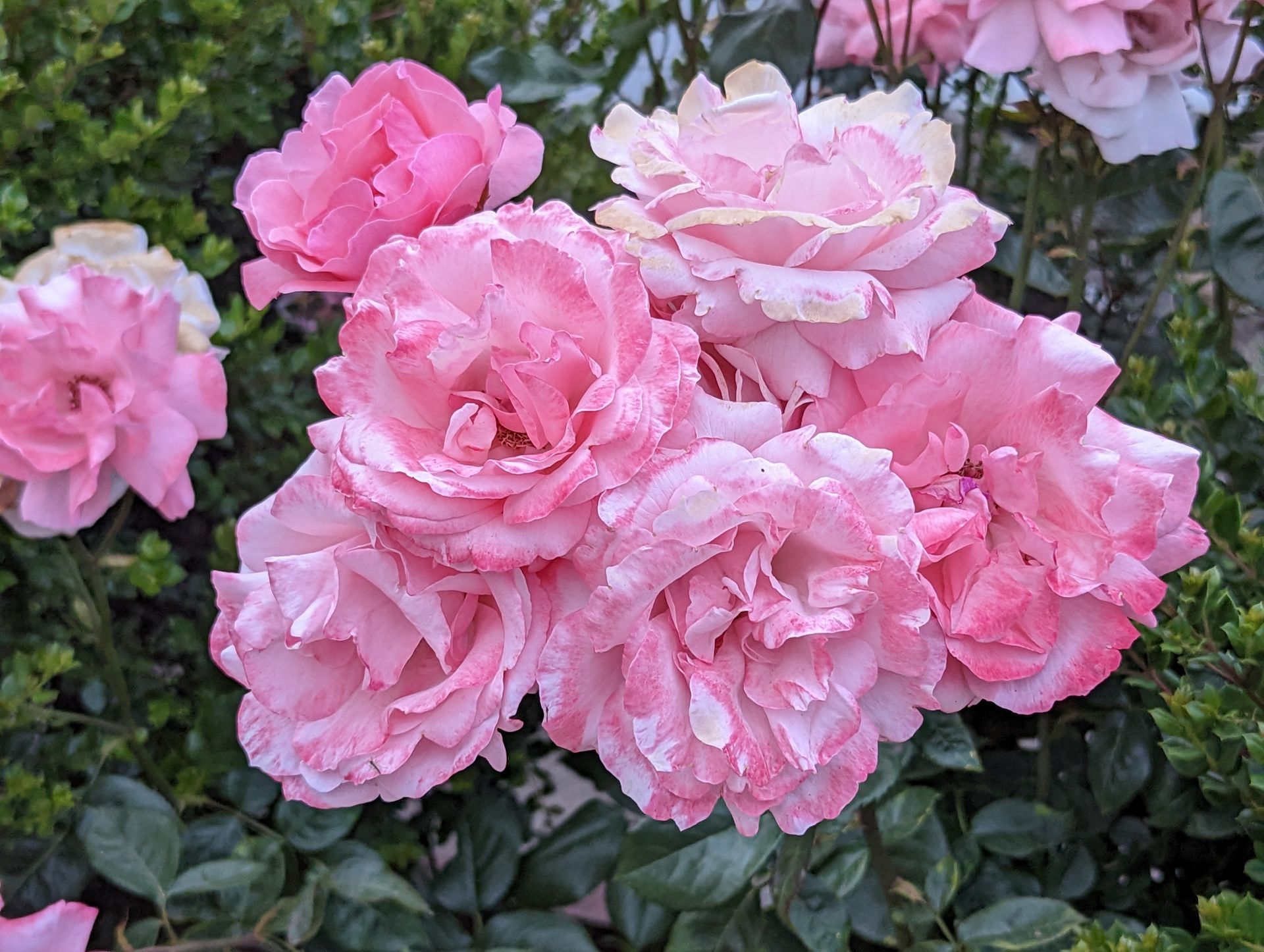 A bunch of pink roses are growing in a garden.