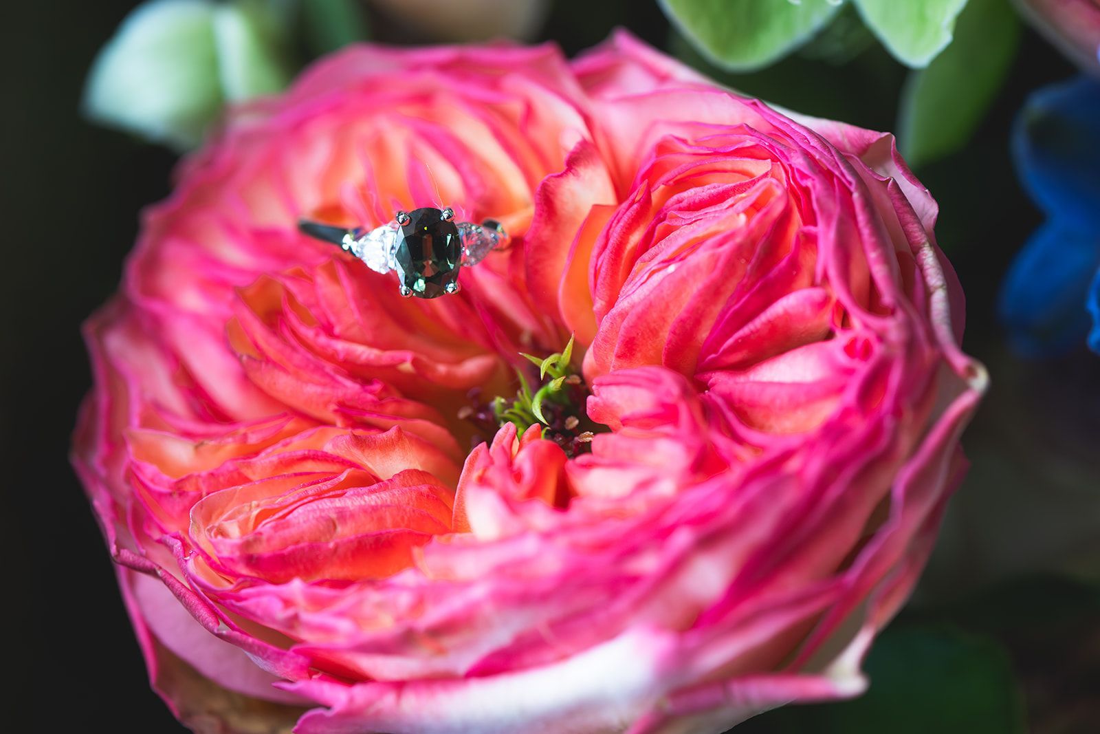 Close-up of a pink rose with a bee on its petals, against a blurred green background
