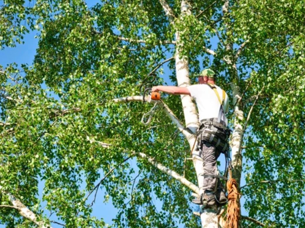 Tree Trimming