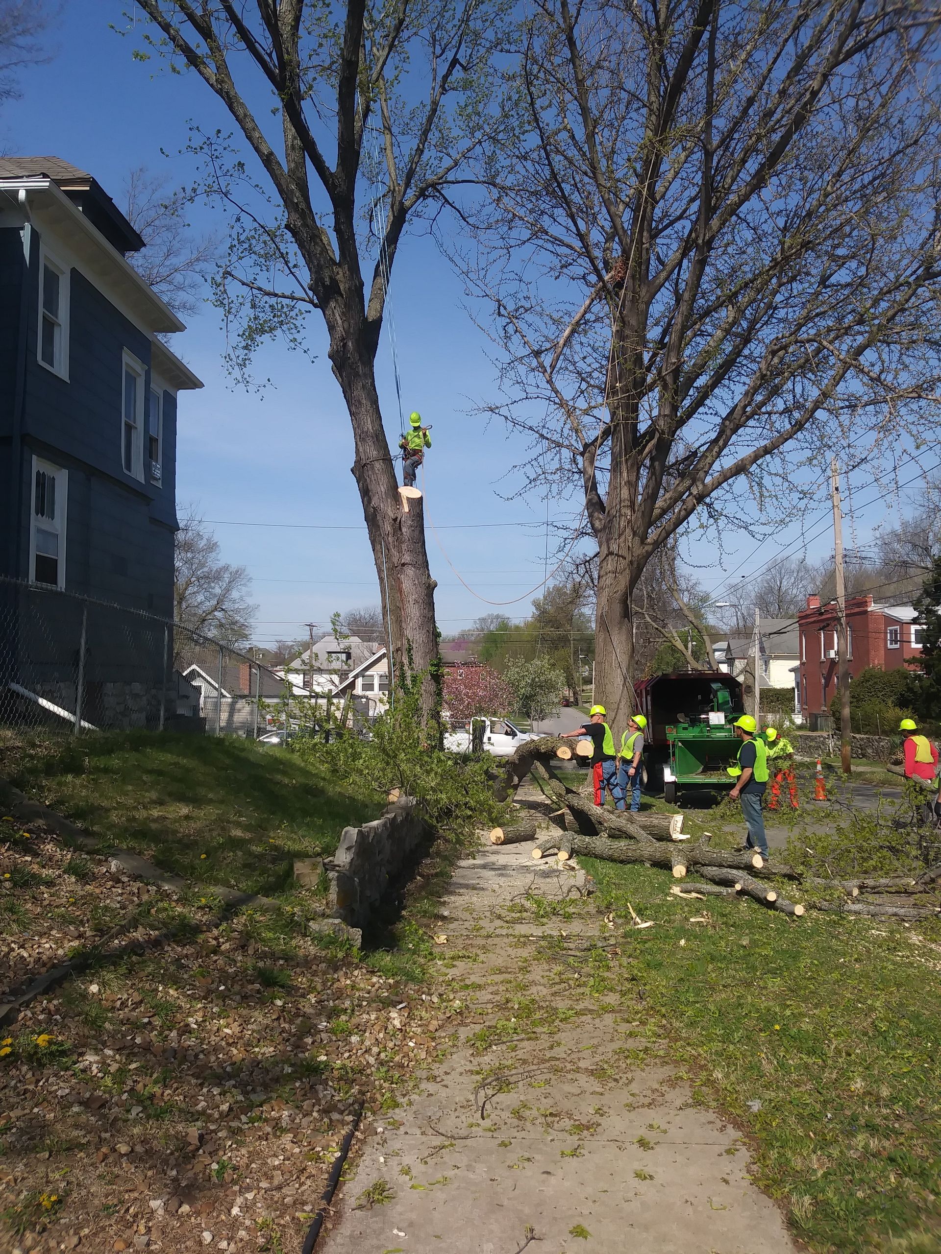 Tree Removal