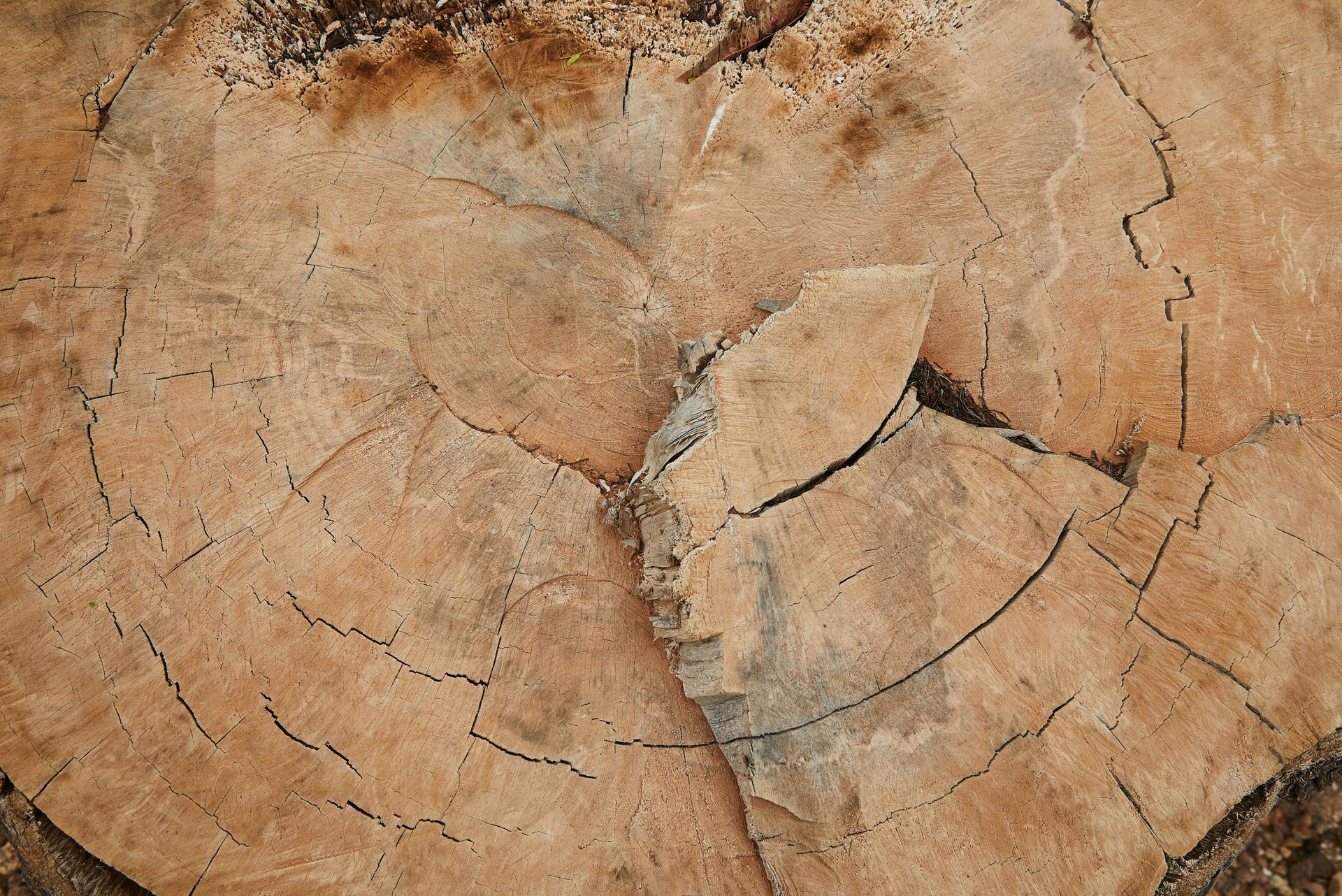 Stump Removal & Grinding