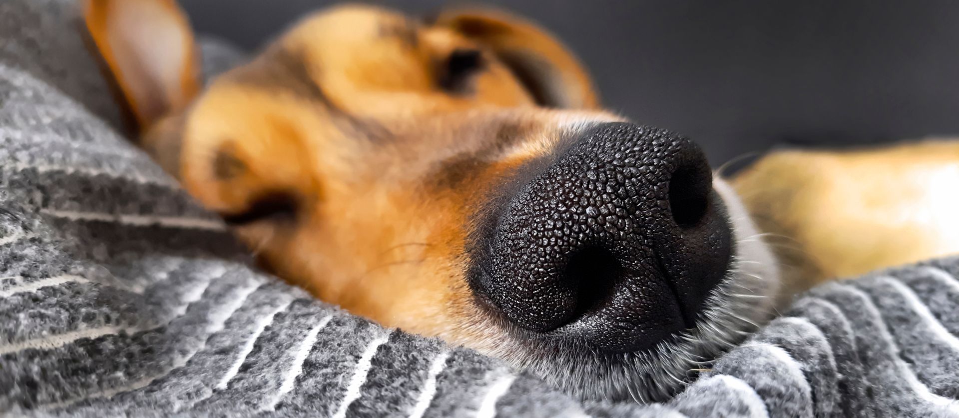 pensione animali