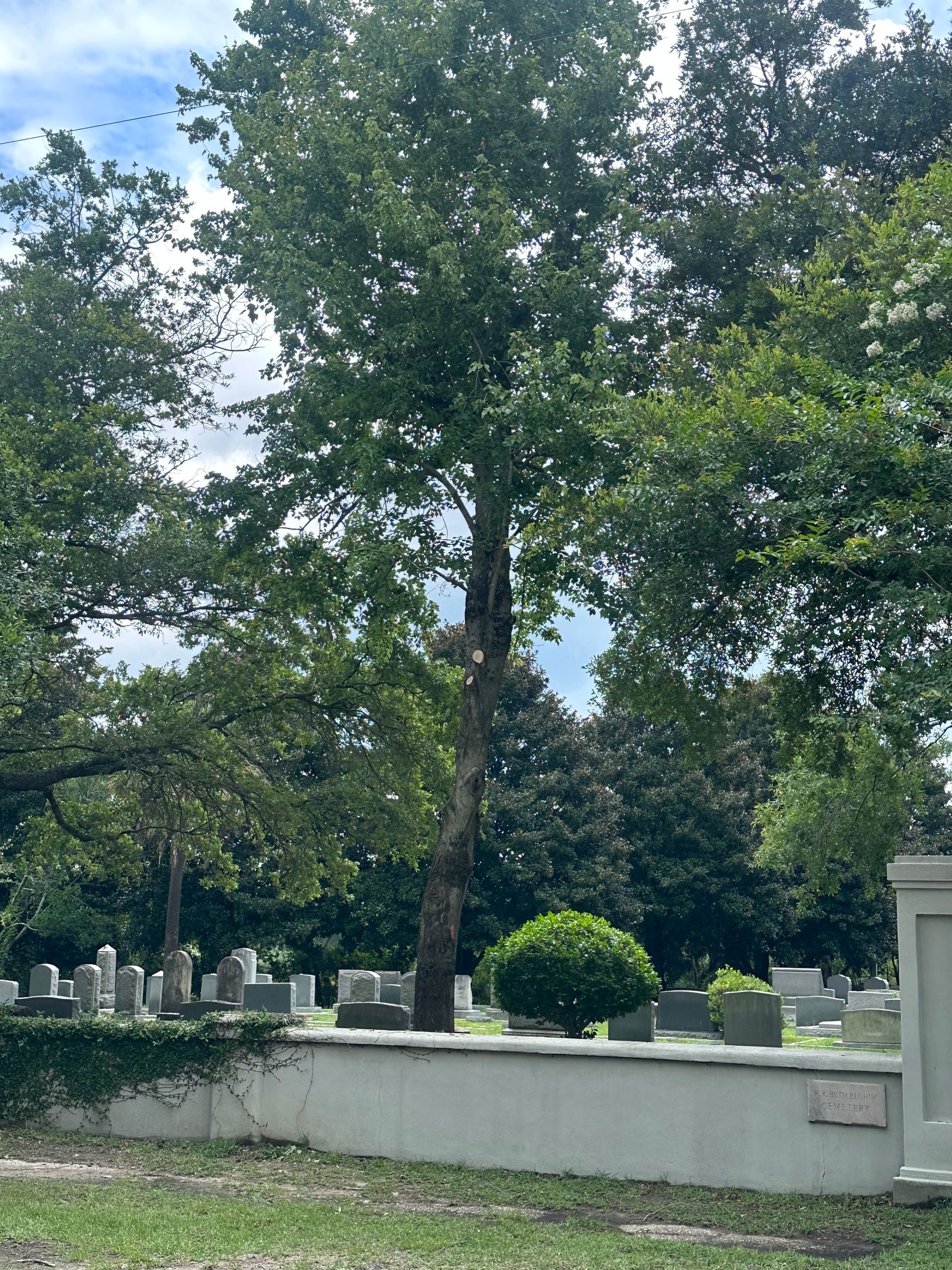 Paz Tree Service Charleston