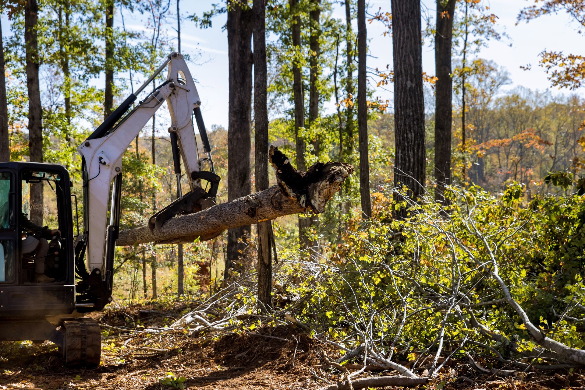 Paz Arbor Care | Charleston SC #1 Tree Service