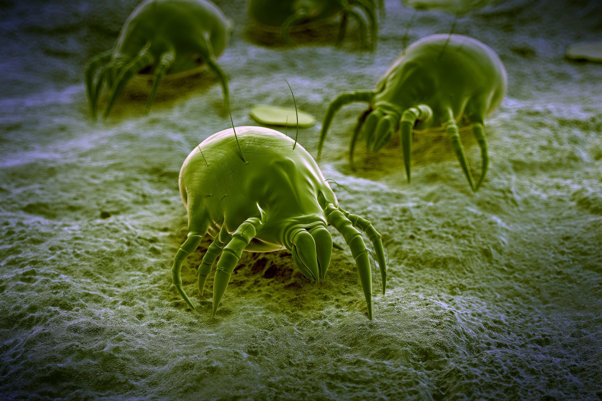 Dust Mites