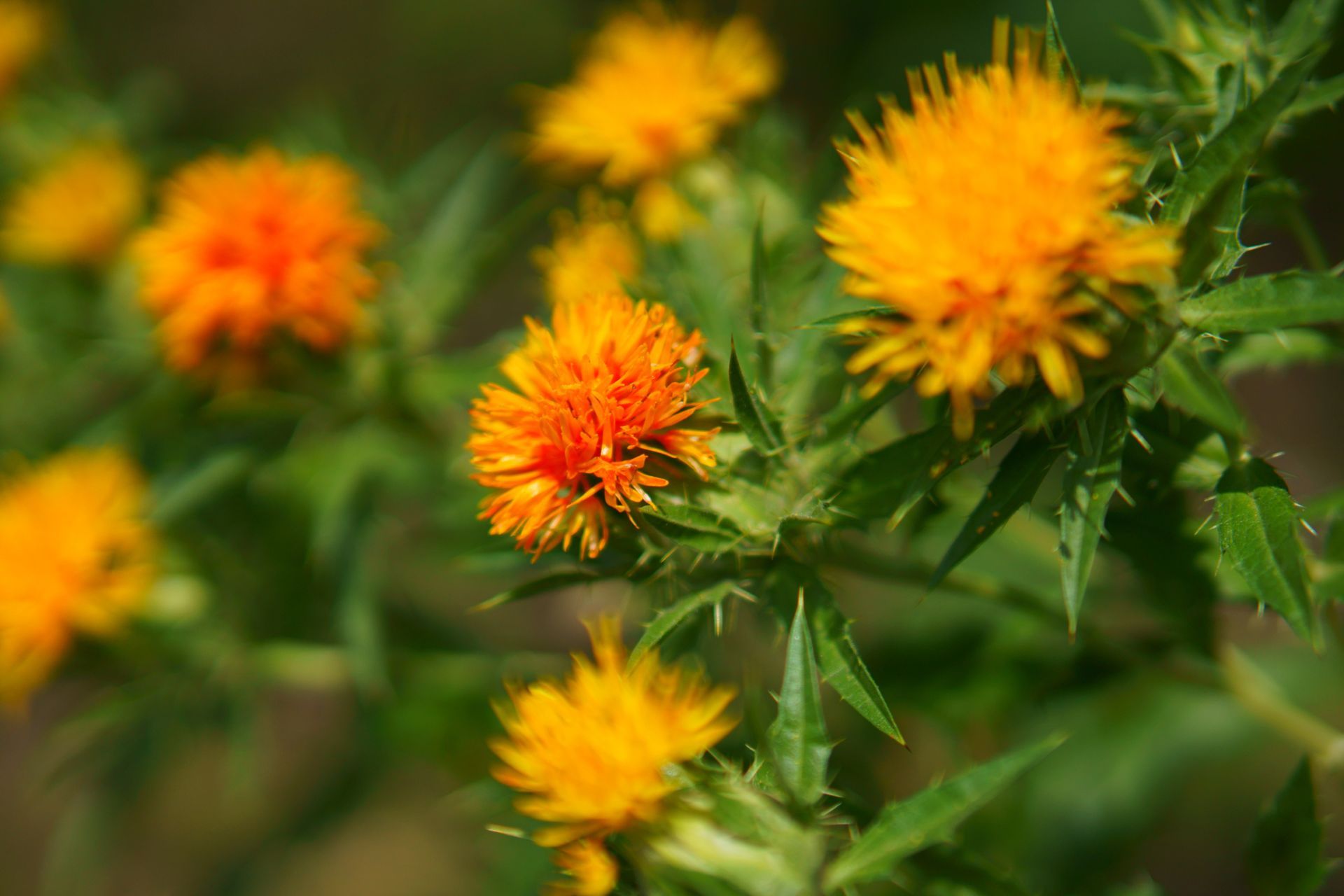 flowers