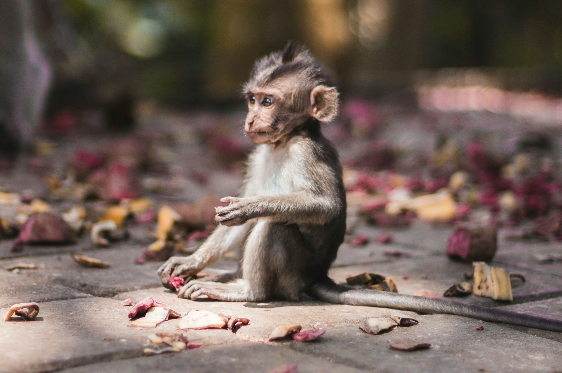 Sacred Monkey Forest, Ubud, Bali, Indonesia
