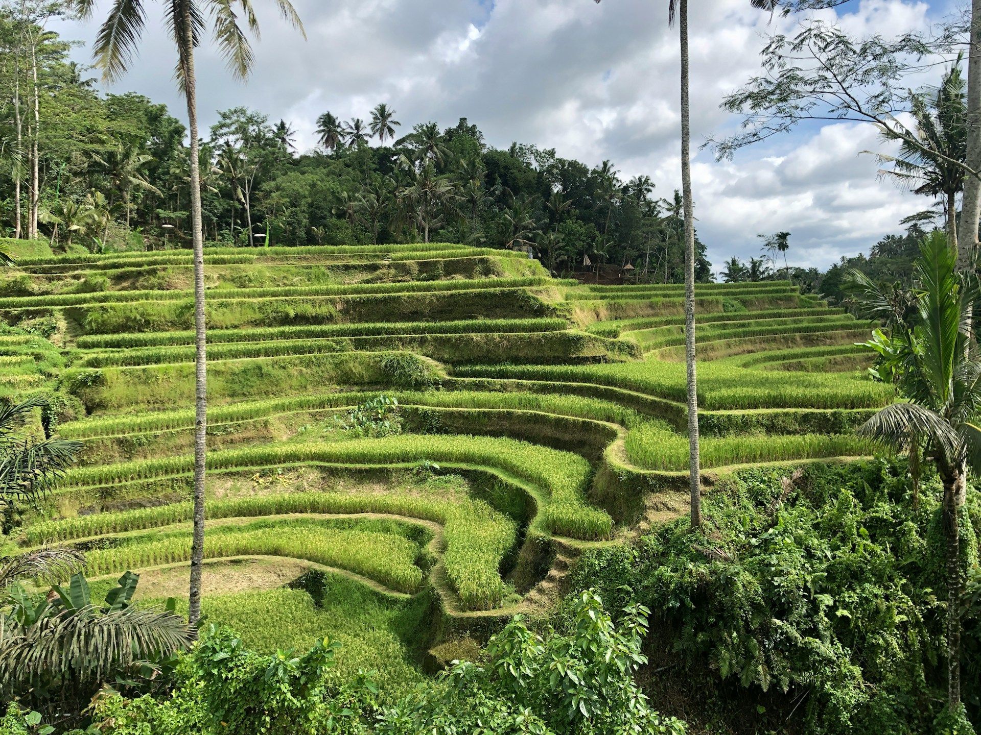 Gianyar, Ubud, Bali, Indonesia